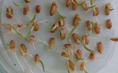 Chapitre 1 : La germination des graines