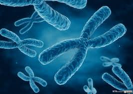 Chapitre 3 : “La répartition de l’information génétique sur les chromosomes”
