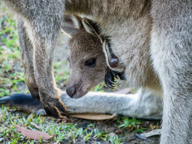 Chapitre 2 : la reproduction des animaux
