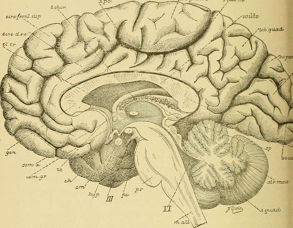 Chapitre 8 Système nerveux et lien avec le cerveau